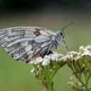 중부-현장-중부-510 | 말레이시아 따만네가라 정글 캐노피워크 초보자를 위한 7가지 필수 팁!