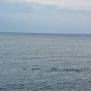 돌고래 펜션 이미지