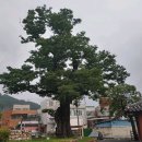김굉필과 조위 선생의 유배 생활을 지켜본 순천 임청대 느티나무 이미지
