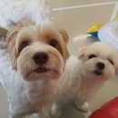 하울팟 한남점 이미지