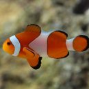 크라운독 이미지