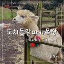 제주 도치돌 알파카목장, 먹이 체험 및 판초 체험