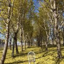 중리농장 | [경북/의성] 독특한 조형물과 은행나무가 있는 의성 점곡면 가을 가볼만한곳 사촌은행나무숲