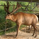 동인사슴농원 이미지