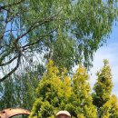 샌드페블 이미지