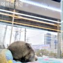 에바다애견 이미지