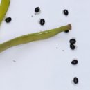 솜마-가 이미지