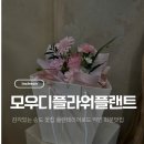 플랜트몰 | 인천 송도 꽃집 | 모우디플라워앤플랜트 미니 꽃다발 후기