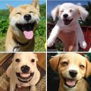 웃는 강아지 이미지