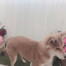 초원샵 이미지