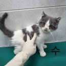 스타동물병원 이미지