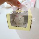 바우미우 네이버블로그