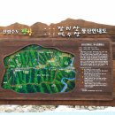 평창 운교리 밤나무 이미지