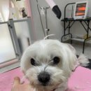 멍키매직 이미지