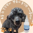 큐어벳 | 벳큐어 올인원 이어클리너 귀세정제로 푸들 강아지 귀 긁기 해결해요