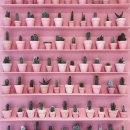 핑크앤블루 이미지