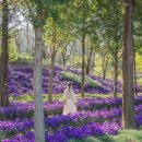 피나클랜드 이미지