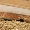 명화제일주유소 | 명화식육식당 애호박국밥 광주맛집