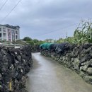 달나비 민박 | 제주여행, 월정리 제주감성 듬뿍 숙소 내돈내산 / 달나비 민박 코지 후기