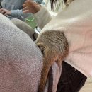 도닥이