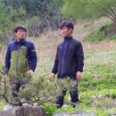 평창산야초