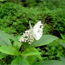 대만흰나비 이미지