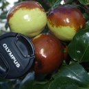 가야농원 이미지