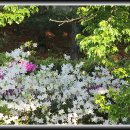 아침이슬 이미지