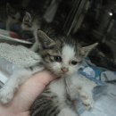 수노을동물병원 이미지