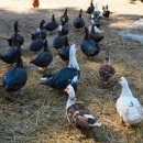 동녁골 농장 이미지