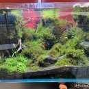 수카페 | 담양 대형 카페 물고기 볼 수 있는 수족관카페 내돈내산 솔직후기