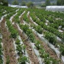 ~~할인~무료배송~~2009도산 첫수확한 햇마늘 양파 이미지