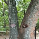 필봉산길 이미지