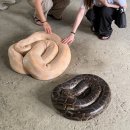 필리핀 보홀 | 4일차 보홀비오비투어(육상 + 반딧불투어) 후기 - 나비농장, 안경원숭이