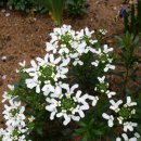 이베리스 이미지