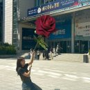 뮤지컬 왕초보 : 베르사유의 장미 고은성 페어 관람후기