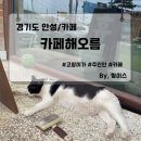 해오름농장 | [경기도/안성시] 분위기 조용하고 한적한 "카페해오름" 리뷰 / 영업시간, 주차, 반려동물가능, 신안...