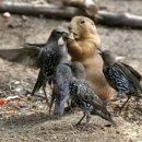 Bothersome Birds 이미지
