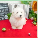 컴투펫 위탁보호센터 서울점 이미지