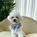 조아하멍 이미지