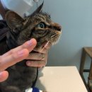 바스텟고양이병원 이미지