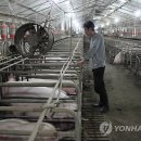 서해8농장 이미지