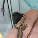 몬스타주 이미지