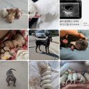 이천강아지교배애견출장 후기