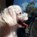 지리산동물병원 이미지