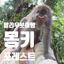 오락실습격사건 | 발리 우붓 몽키포레스트 | 입장료, 예약, 안전꿀팁 (원숭이 셀카 찍다가 습격당한 썰)