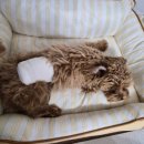 금광동물병원 이미지