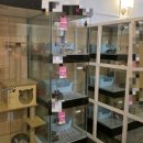 누리애견미용 | 말티푸 누리일기 EP.11 춘천 공주애견 강아지분양 방문 후기