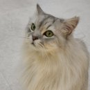 바하 고양이 병원 이미지