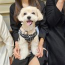 퍼피글랫 | 말티푸 공주 이야기 🐶